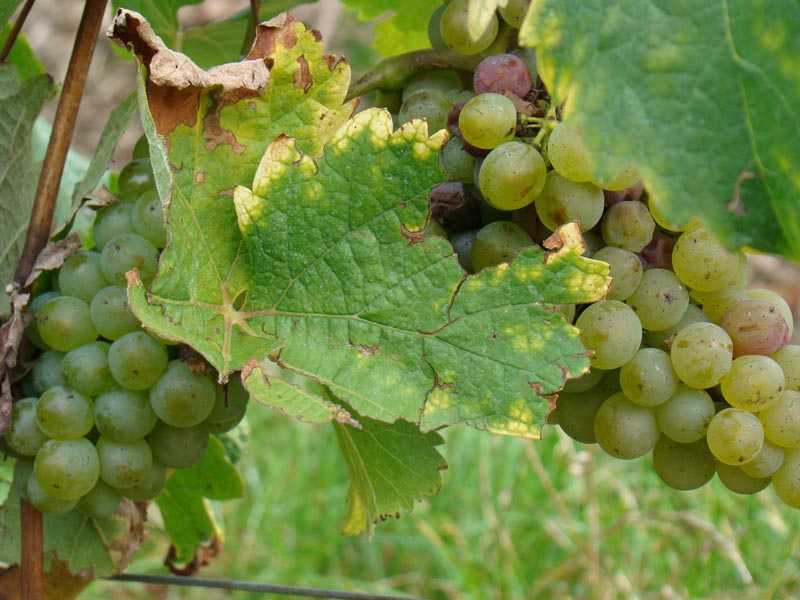 Chenin Blanc Grapes