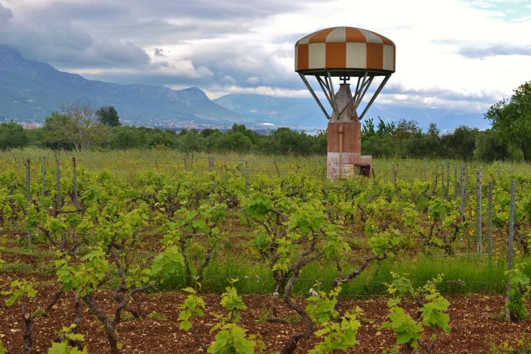 The vineyard where Zinfandel was finally identified as Crljenak Kaštelanski. (Photo by Cliff Rames)