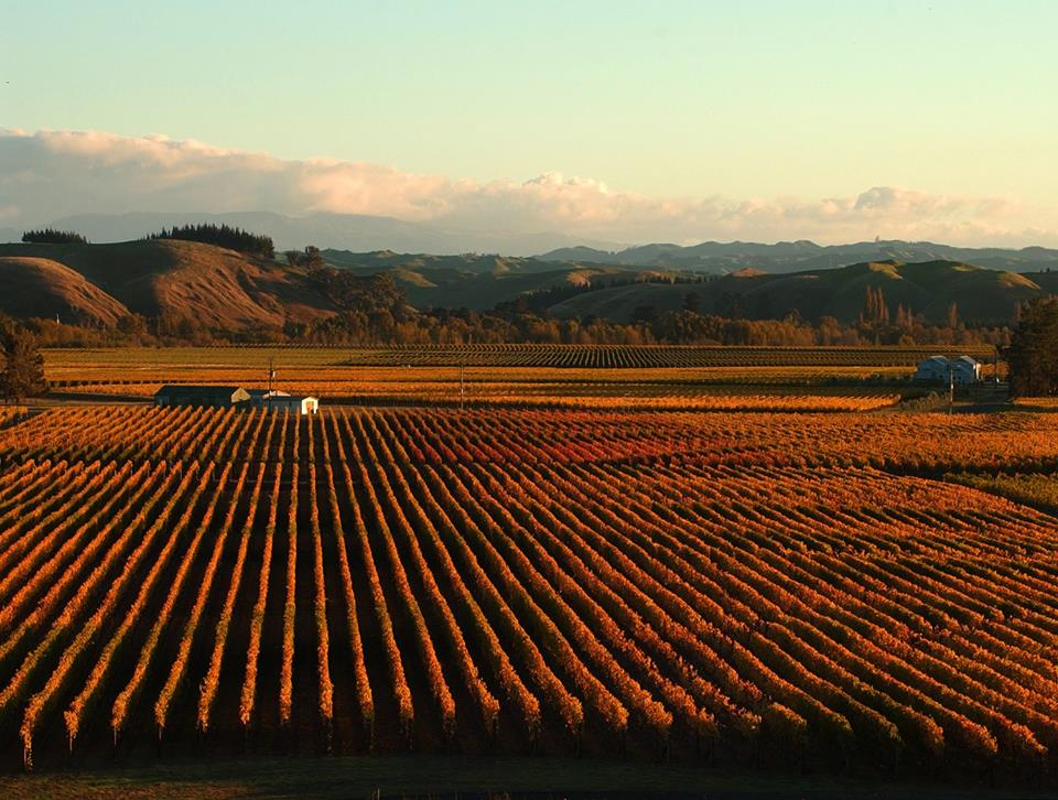 Gimblett Gravel Vineyards