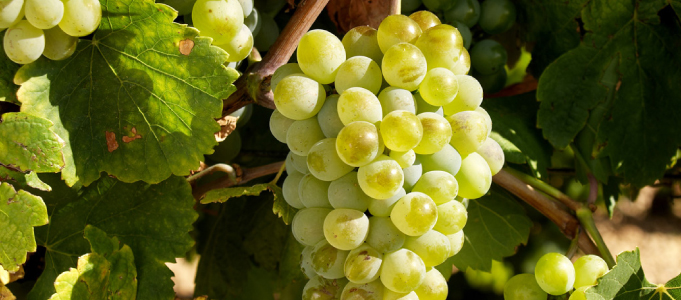 Albariño grapes