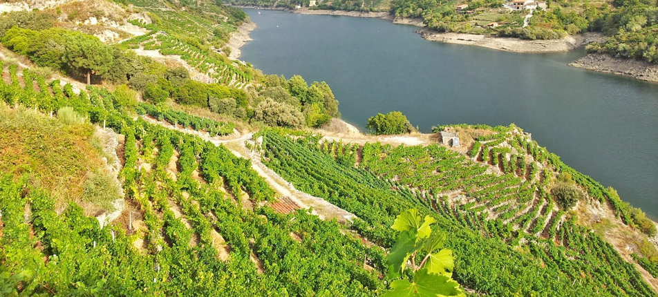 Riverside vineyards in Galicia