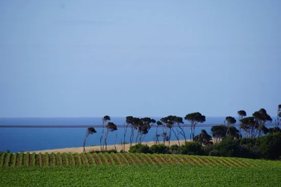 Ghost Rock Vineyard , North West
