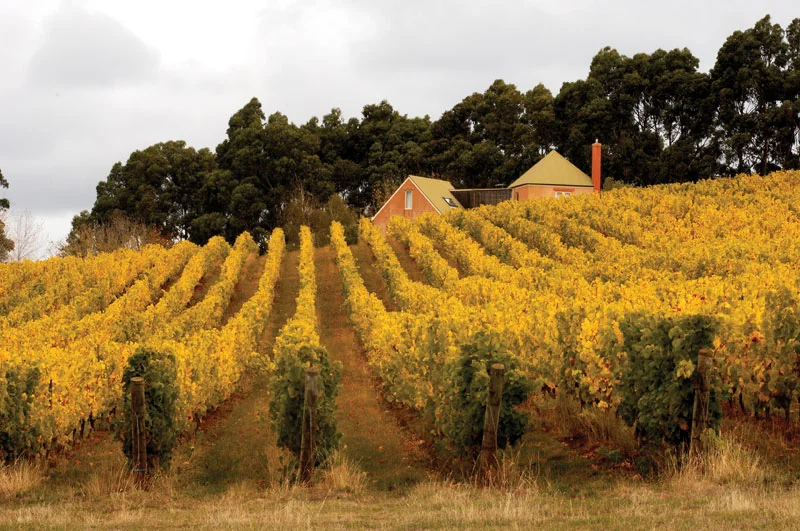 Pipers Brook Vineyard , Pipers River