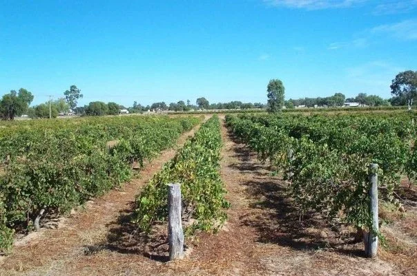 Romavilla vineyards, Western Downs