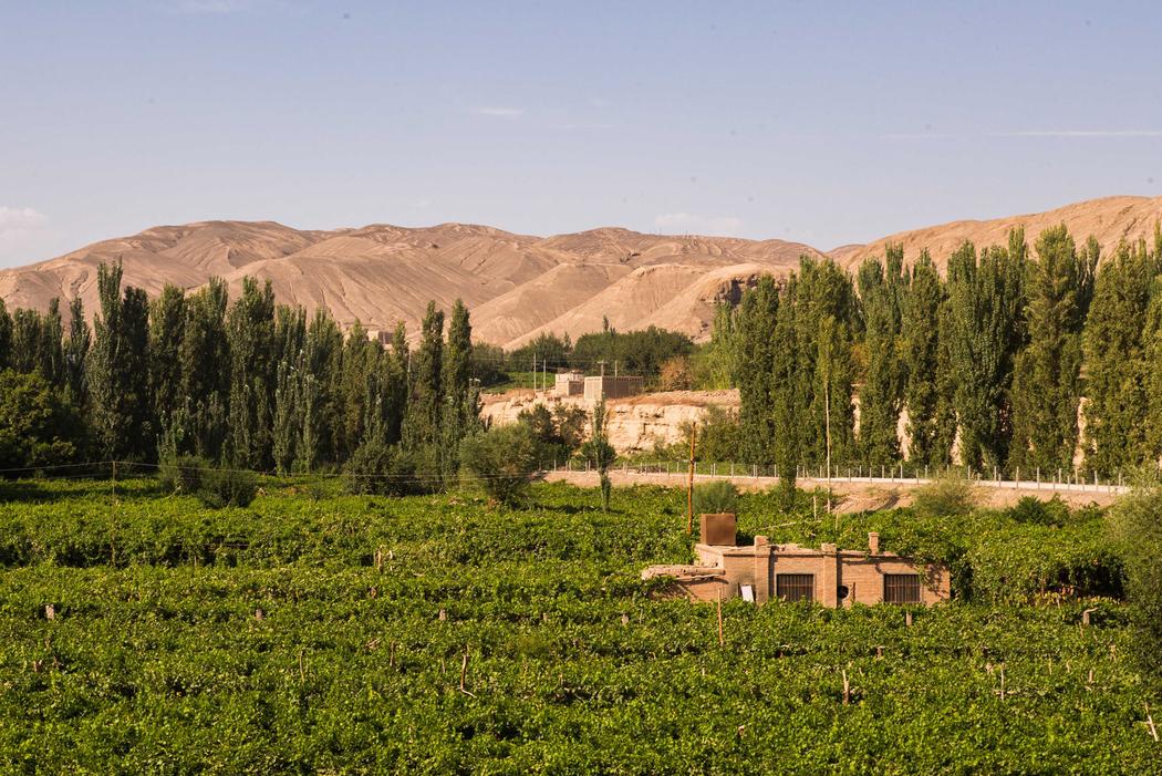 Vineyards in Xinjiang Province