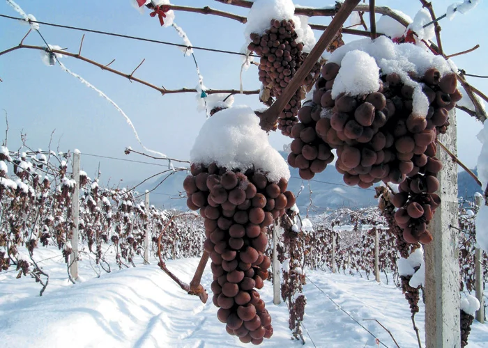 Frozen grapes in Changyu's Golden Icewine Valley - Huanlong Lake, Liaoning