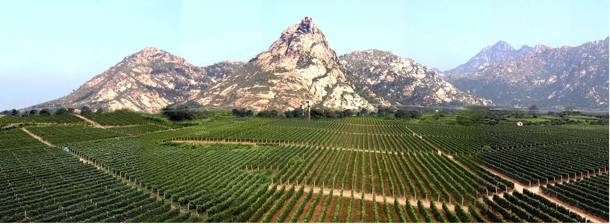 Pheonix Hill Vineyard - Changli County, Hebei