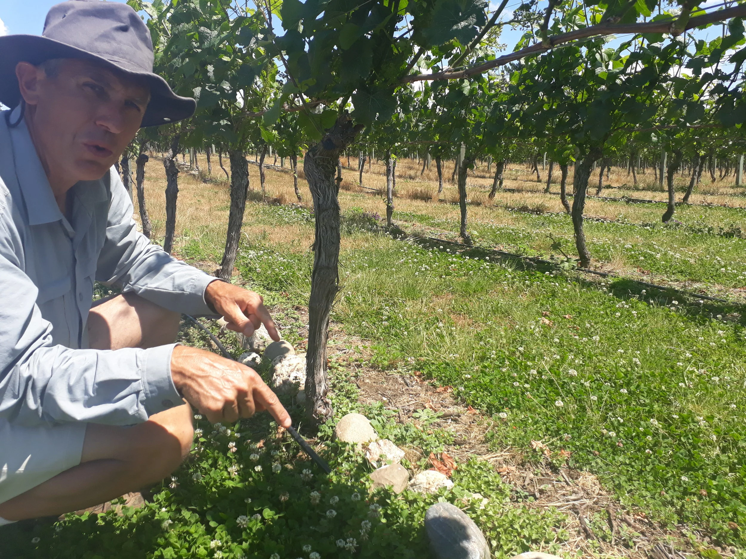 Paul Keast showing off the rocks of his vineyard with a green patch visible as water naturally flows down the slope.