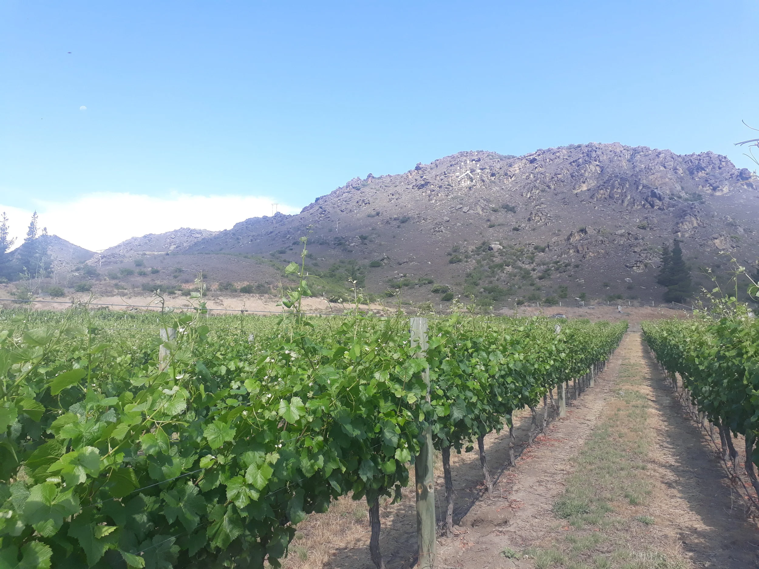 Shaky Bridge vineyard, beneath the clock & above the river.