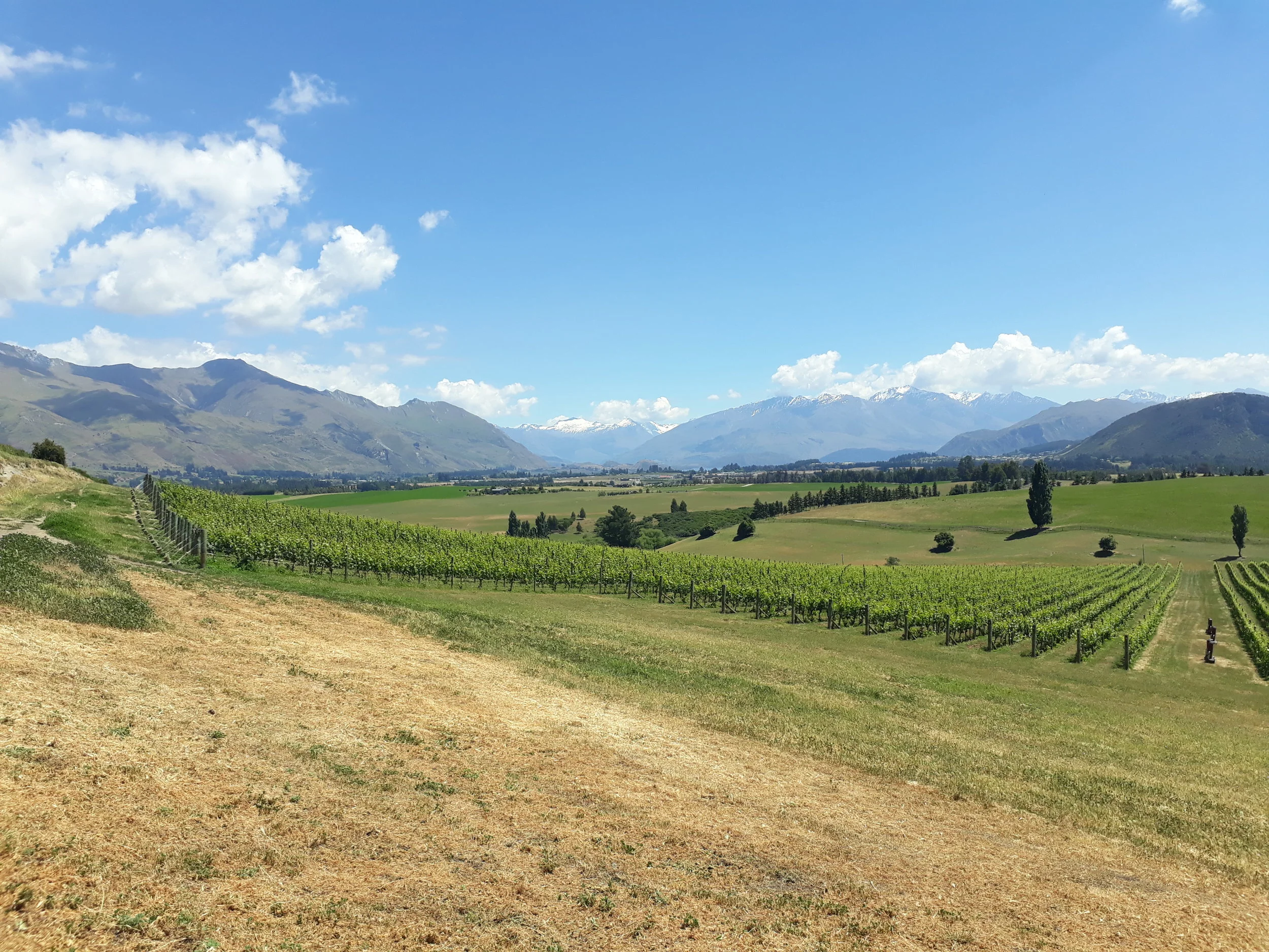 Akitu's spectacular vineyard in Wanaka.