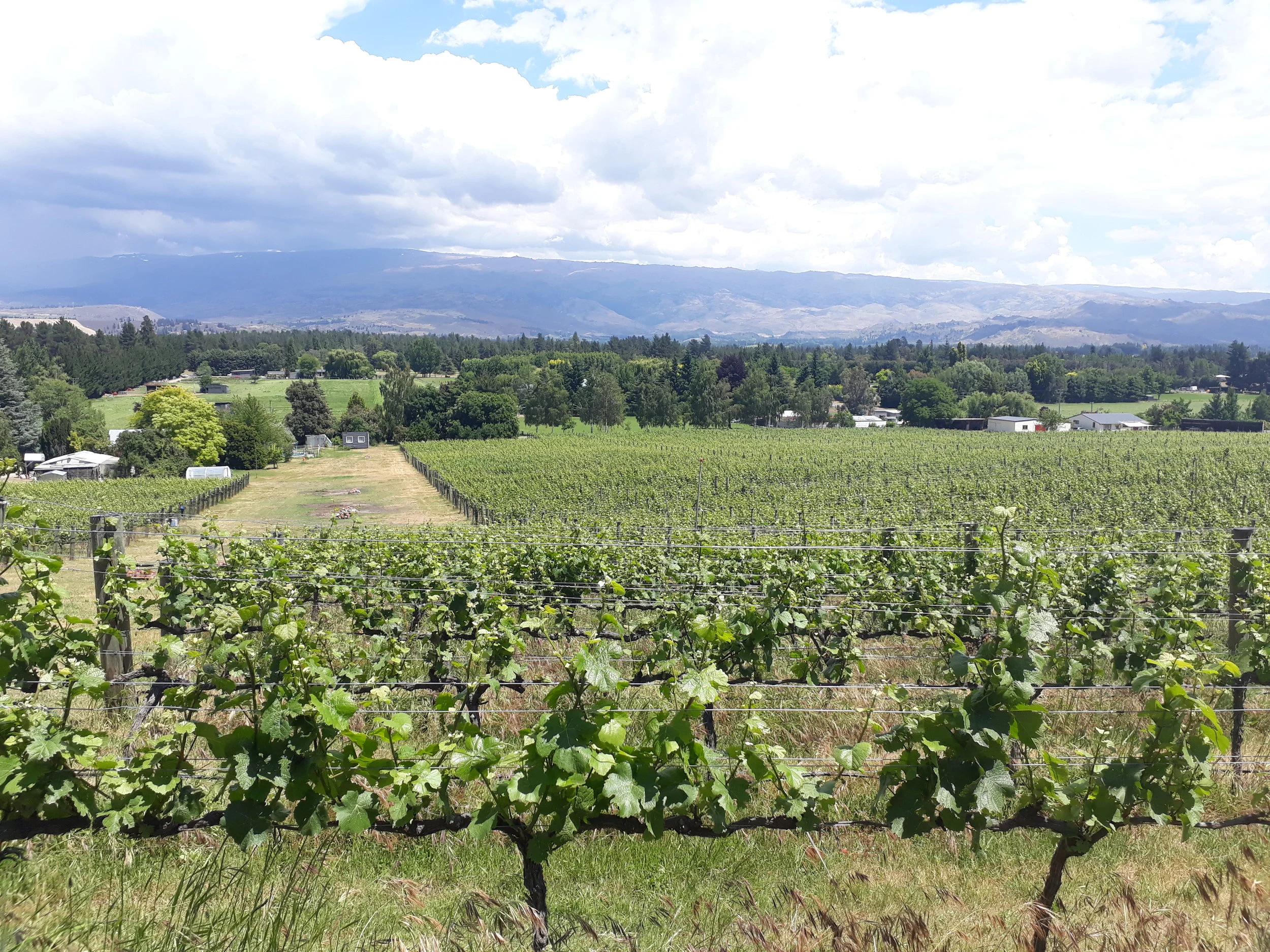 Looking downhill across Judge Rock vineyard.