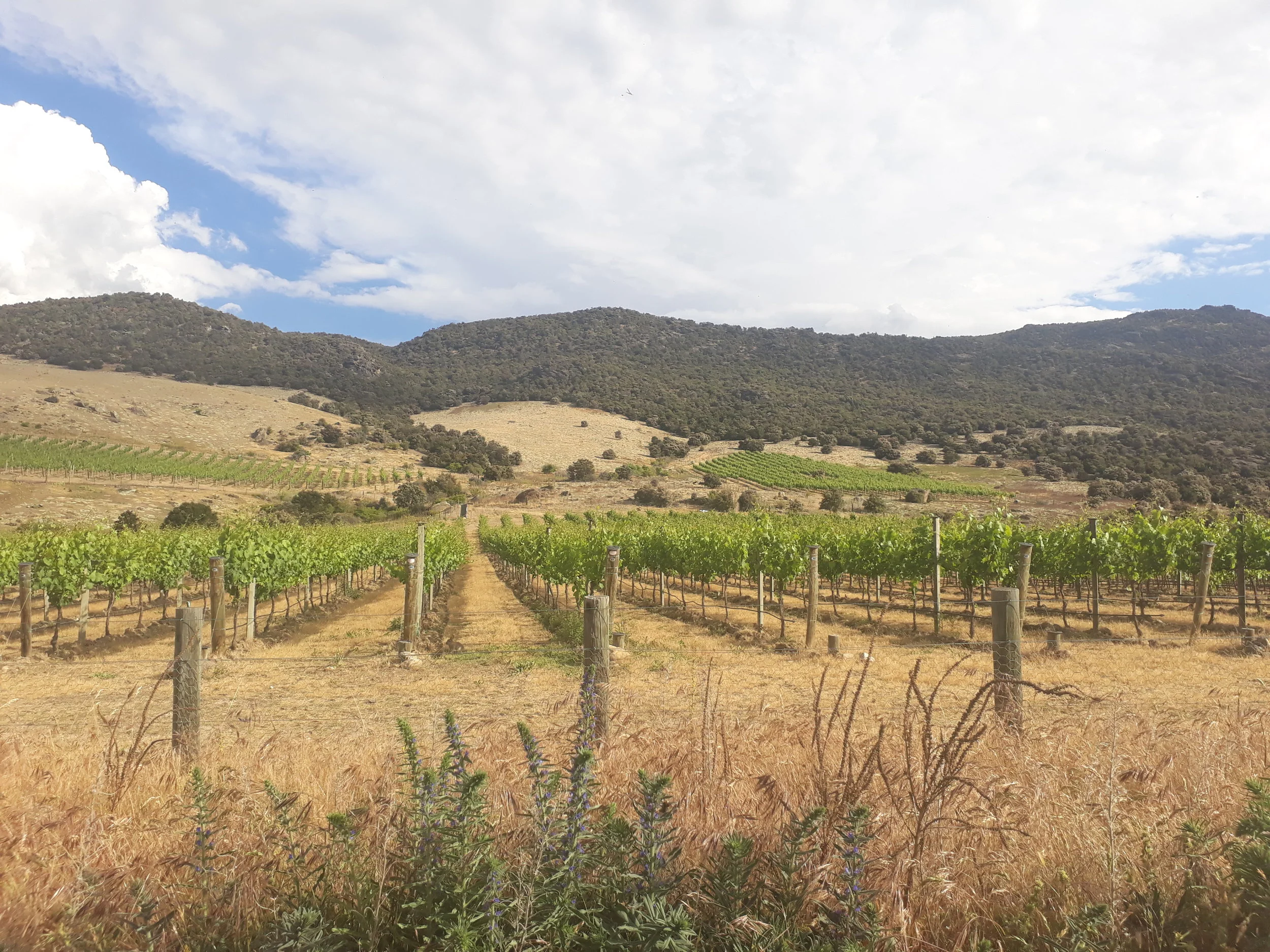 The three terrace of the Tarras Vineyards.