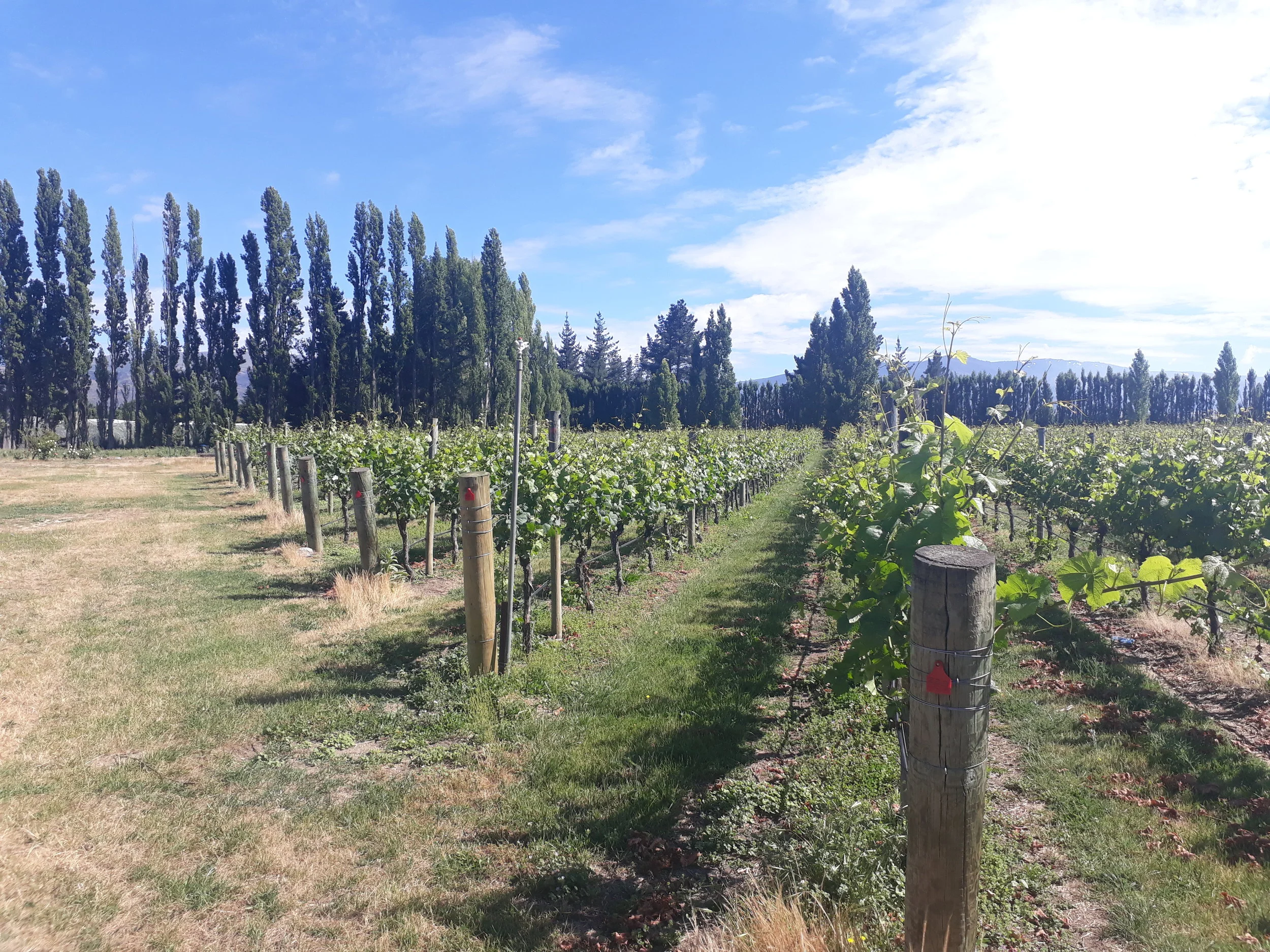 Estate vineyard of Three Miners, Earnscleugh, Alexandra Basin