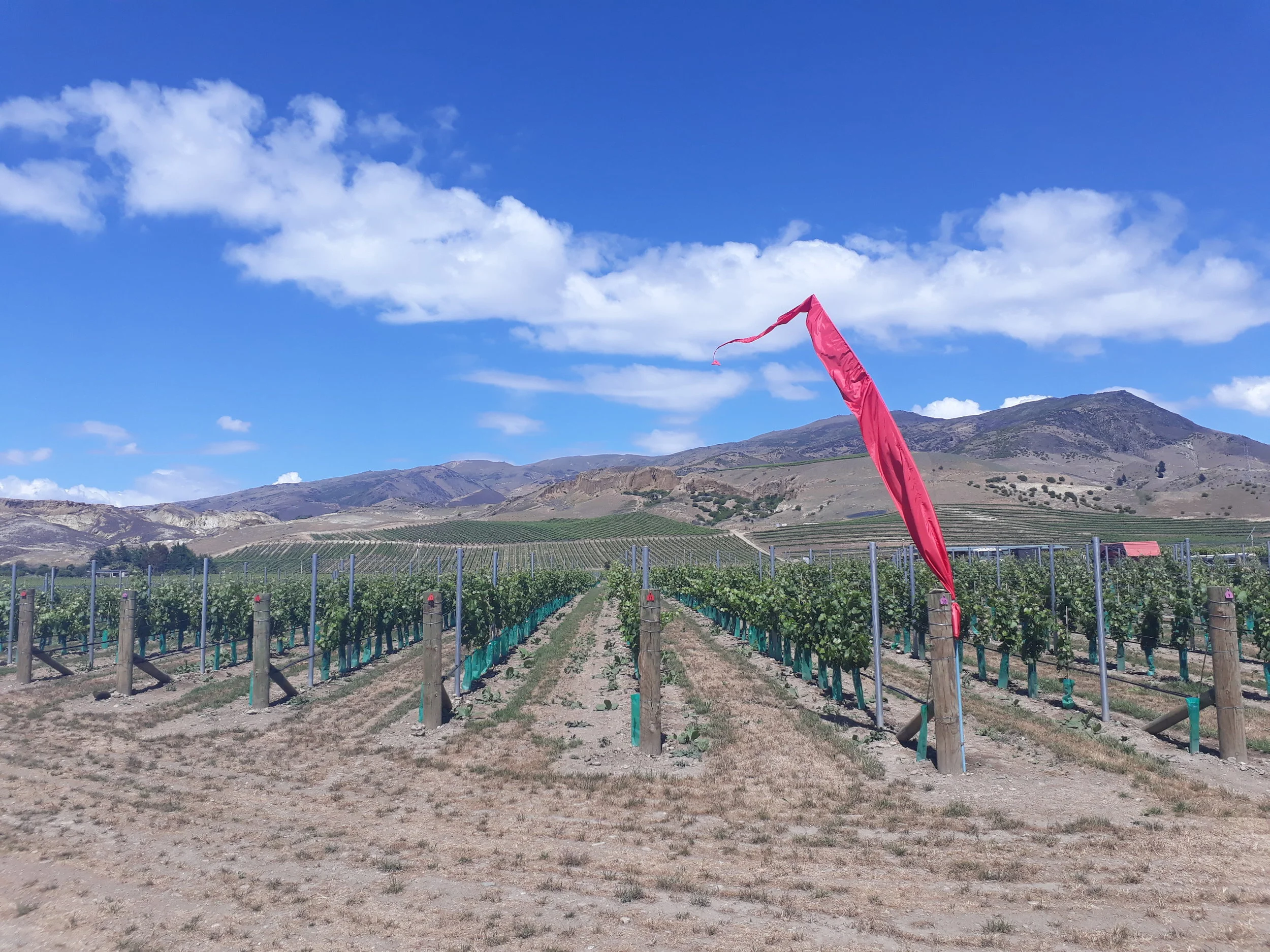 Foreground is the excellent new vinyard of Desert Heart with further terraced vineyards of Bannockburn in the distance.