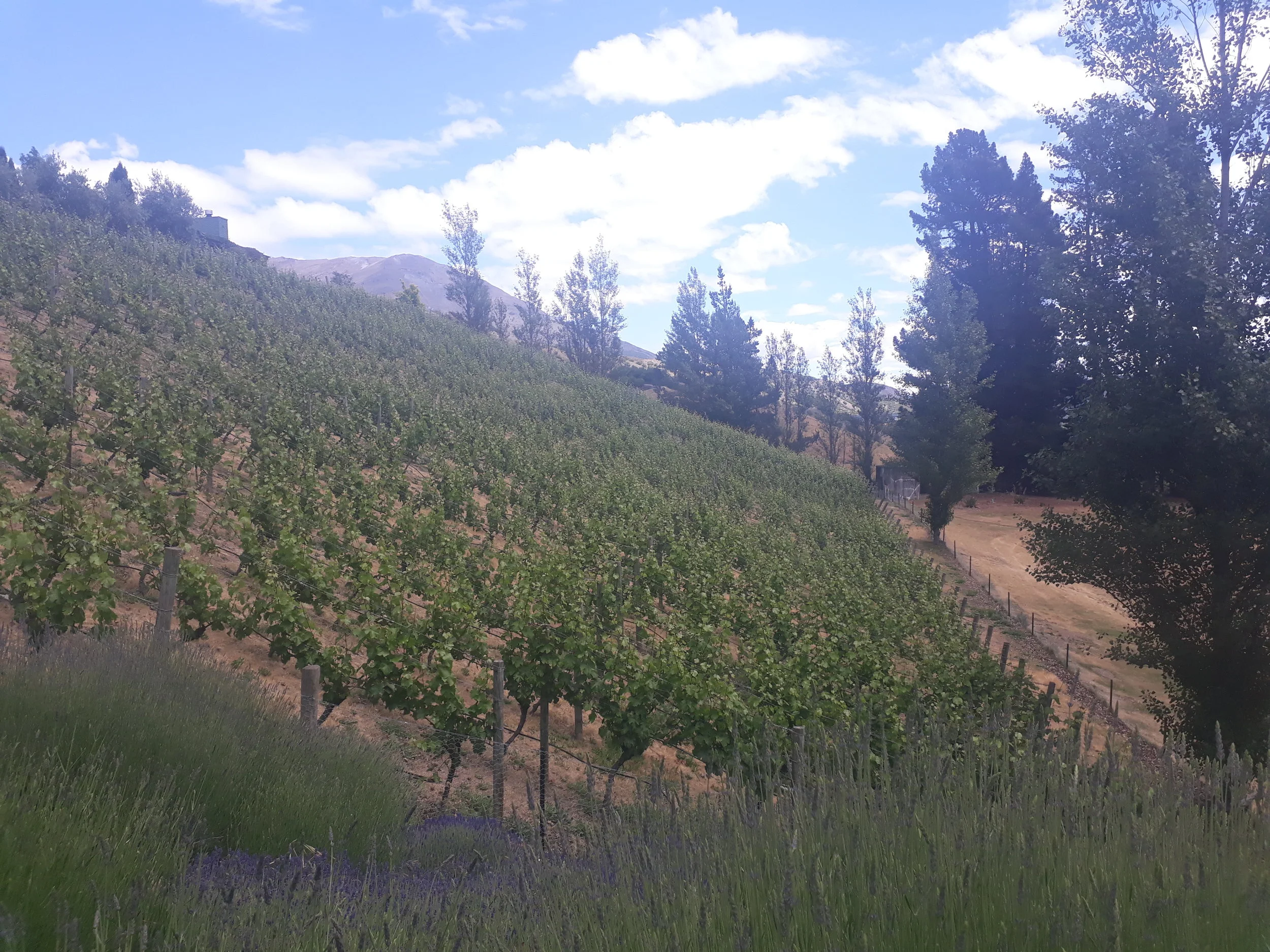 Mount Edward's sloping Drumlin vineyard.