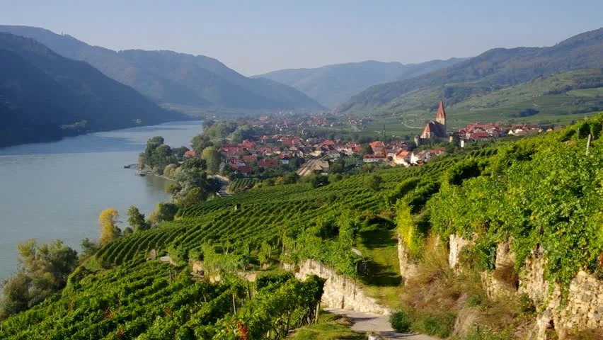 Riesling vineyards - Wachau, Austria