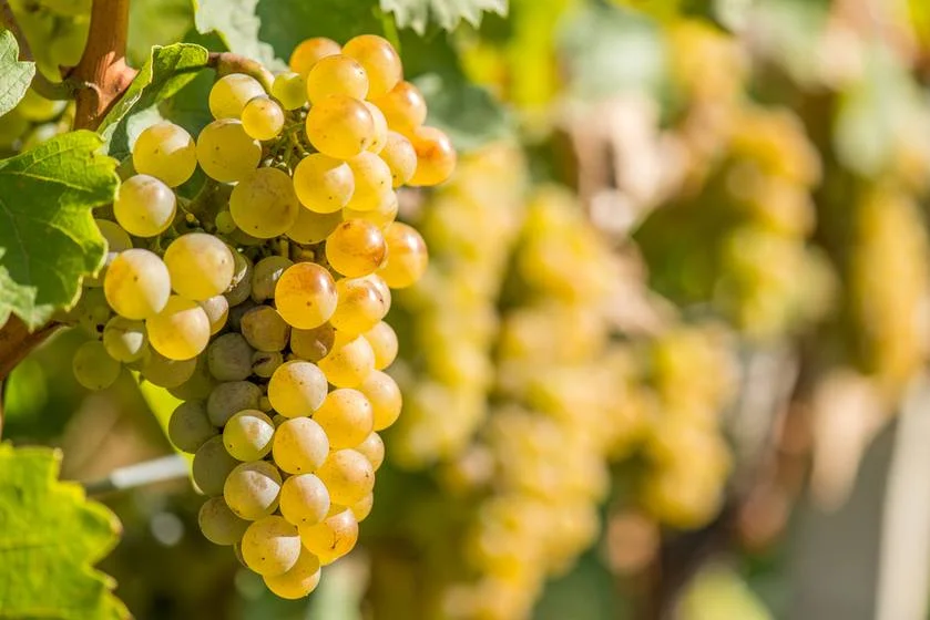 Ripe Riesling grapes