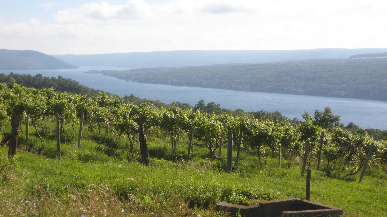Vineyards alongside Keuka Lake, Finger Lakes, New York