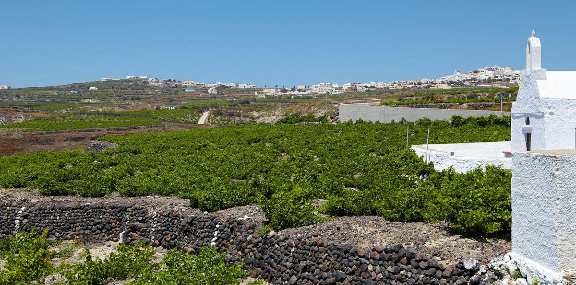 Vineyards at Artemis Karamolegos Winery