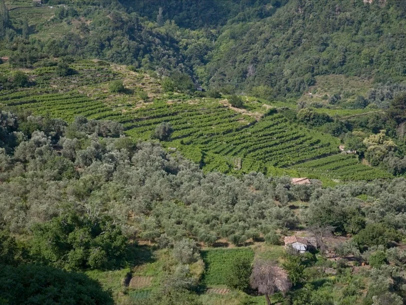 Tiered “pezoules” vineyards of Samos
