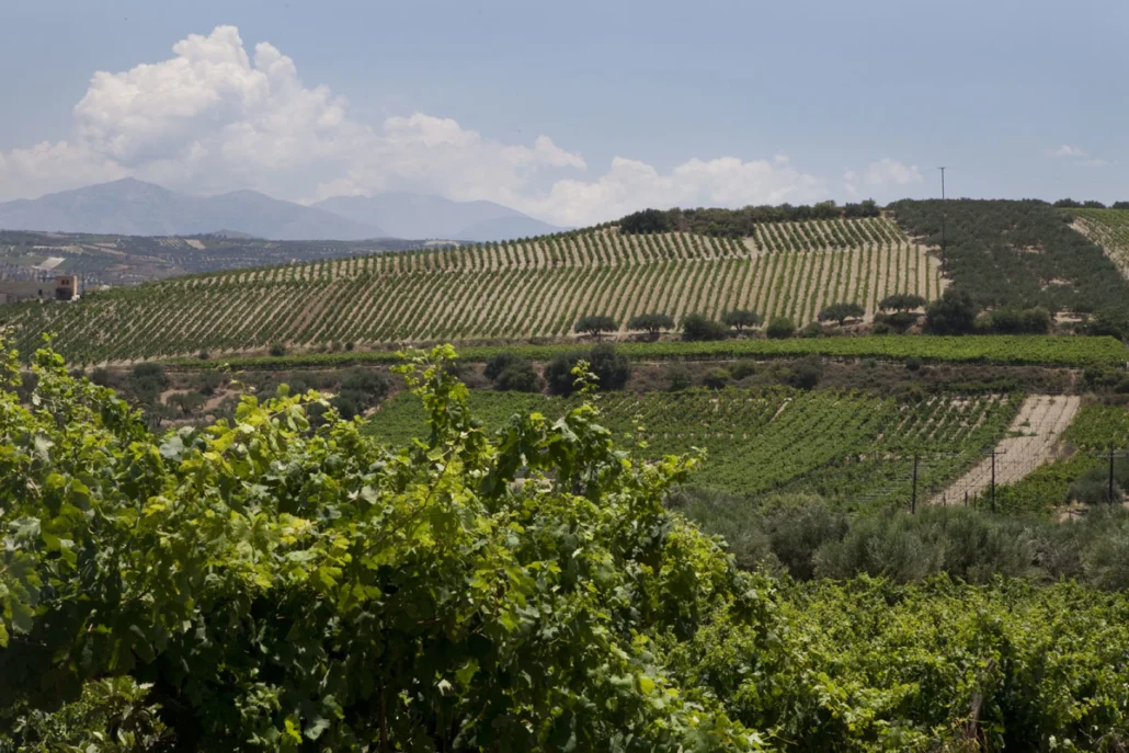 The vineyards of the wider Candia-Handakas /Heraklion region. Image: Wines of Greece