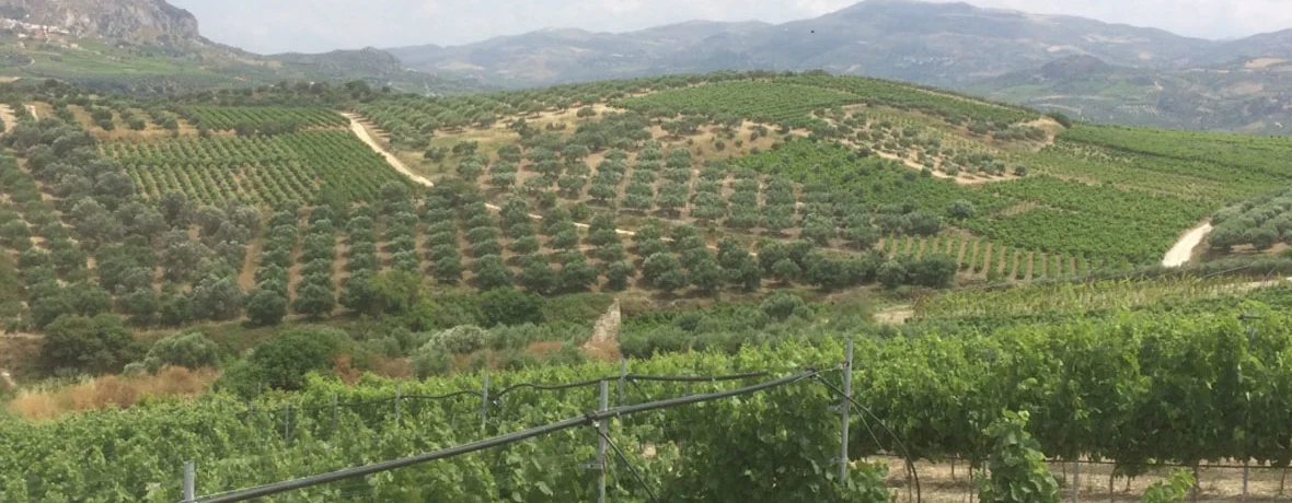 The vineyards and olive orchards of Dafnes  Image: Wines of Greece
