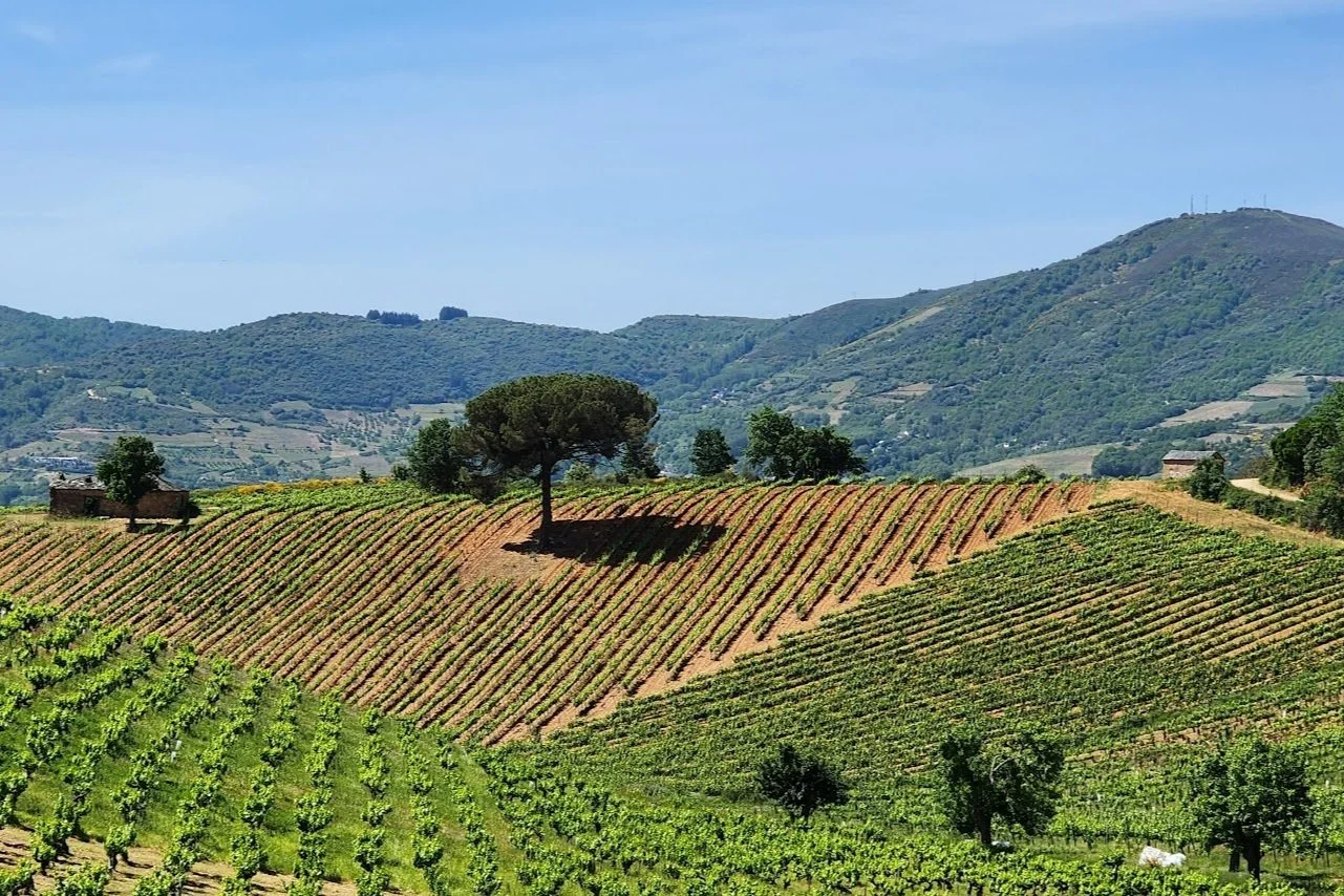 Vineyard slopes in Bierzo, Spain