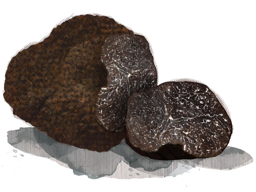 truffe_2_aplati.jpg