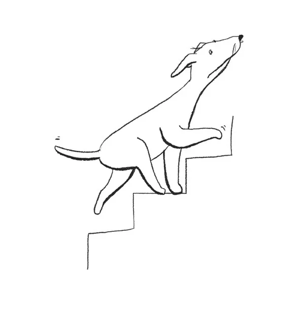 9_Chien-monte-escalier-ap.jpg