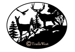 Deer Watching Eagle-A-121