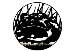 Old Toad Abode-A-108