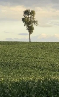 tree corn.jpg