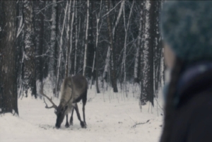 elk 1.jpg