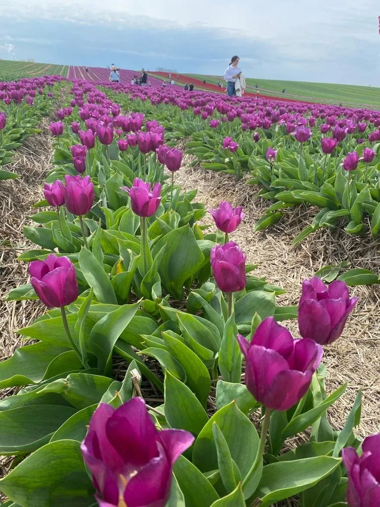 Tulpen