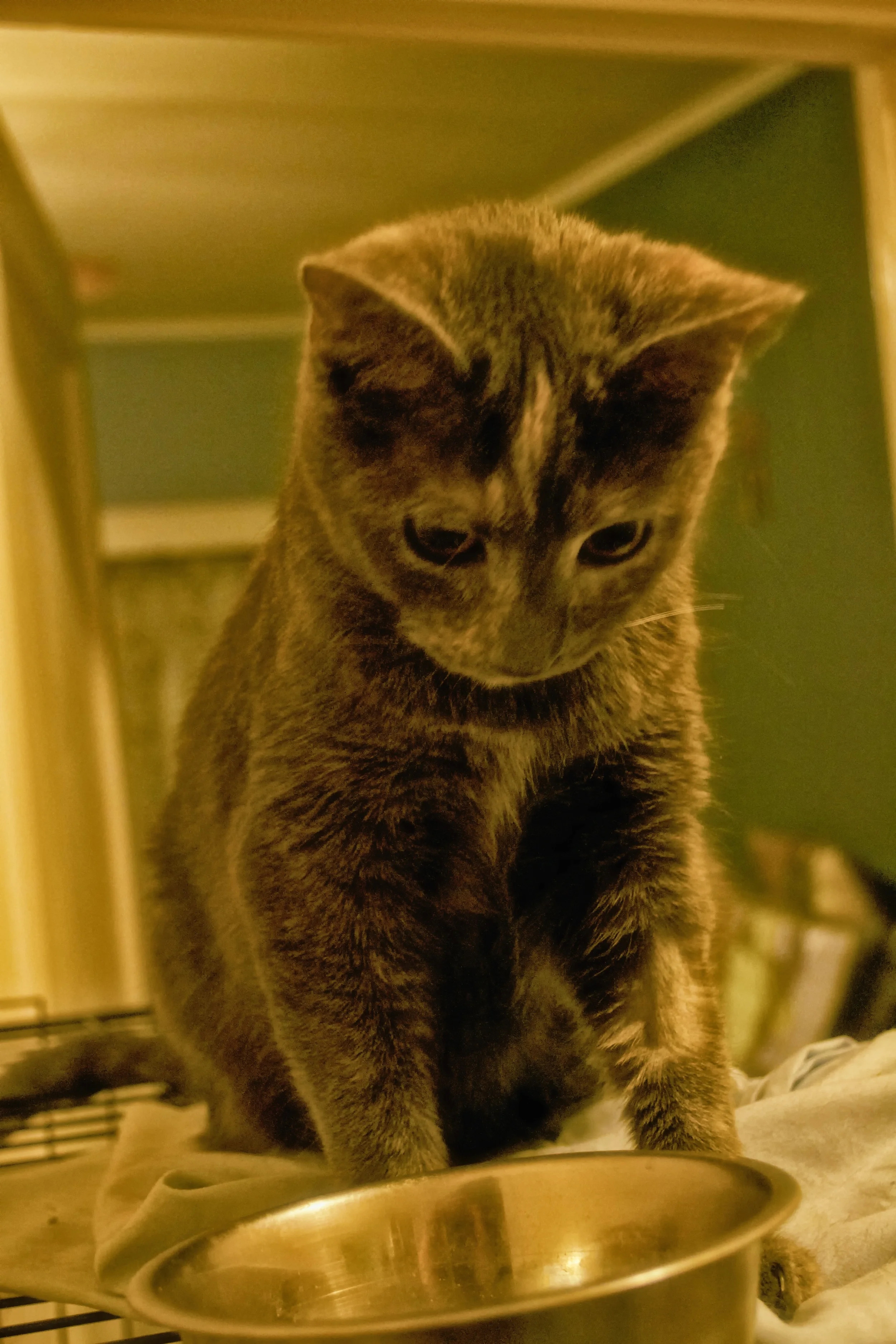 Day 22: Empty Bowl; Puzzled Cat