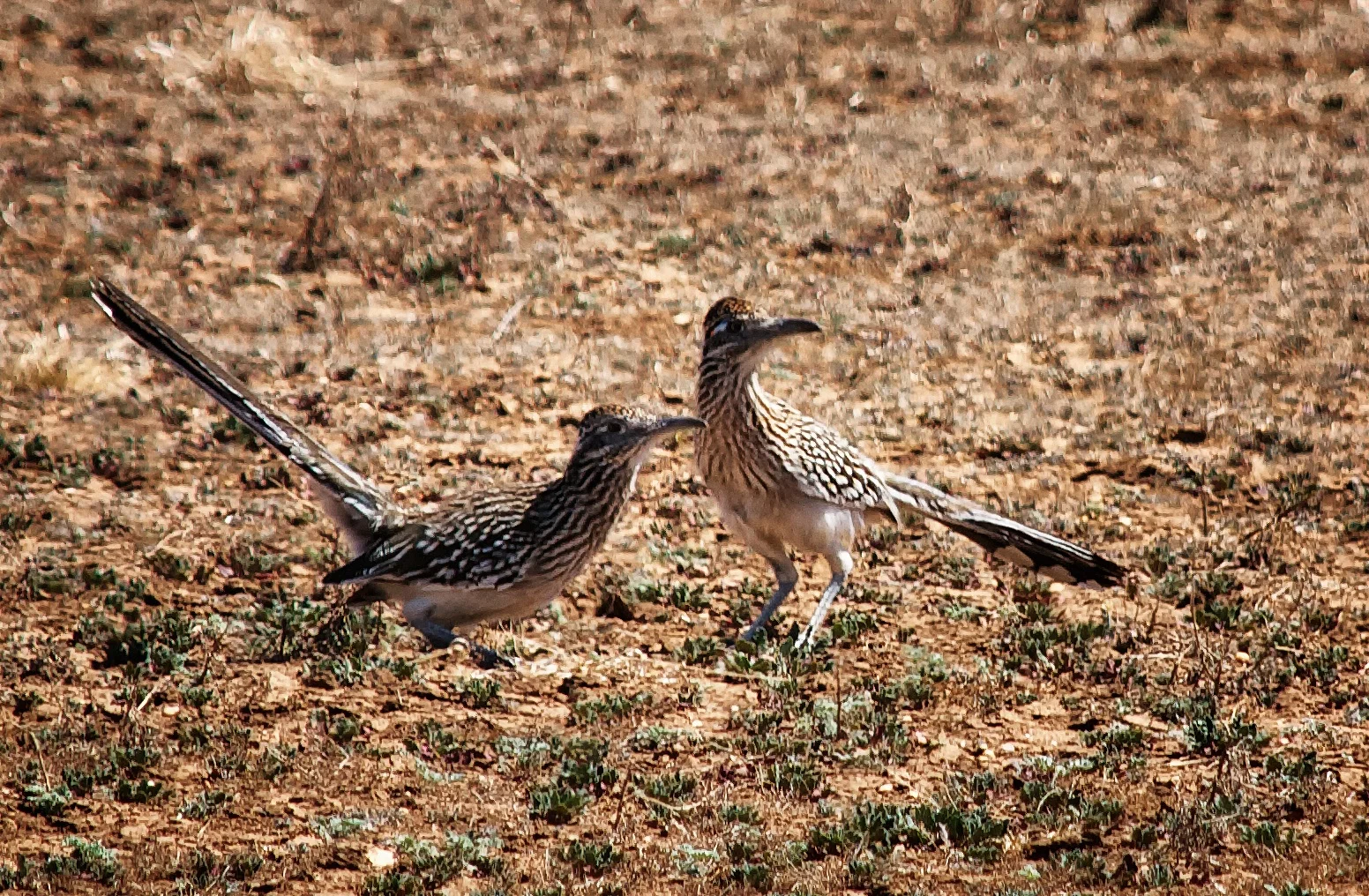 Day 88: Mr. and Mrs. Woodpecker