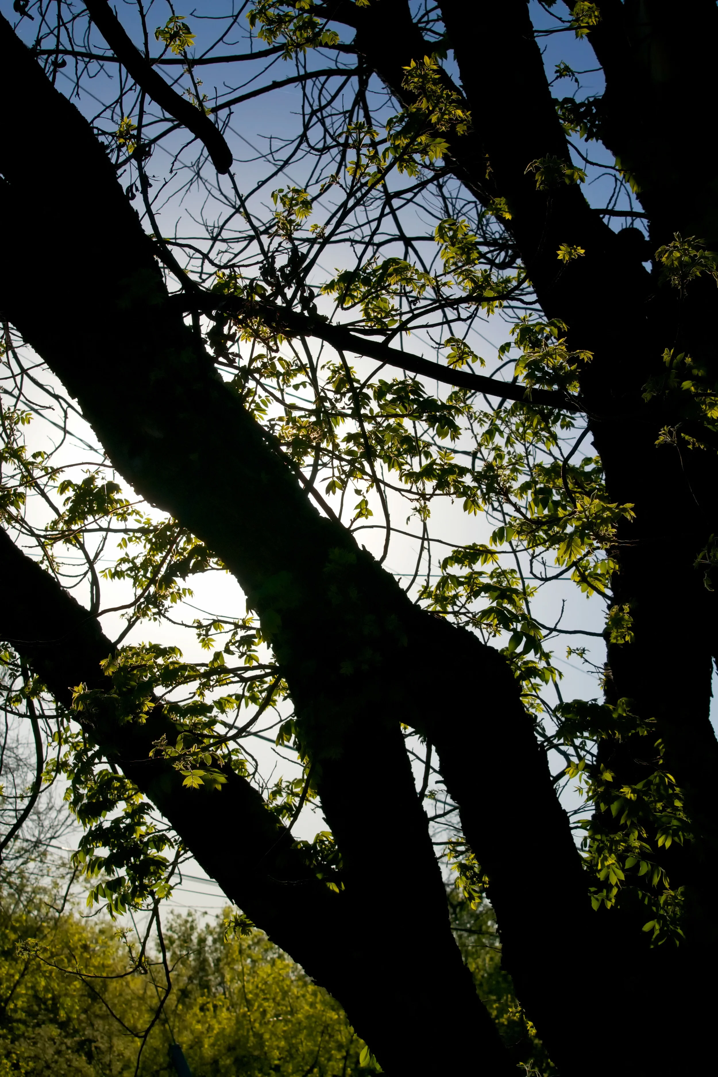 Day 100: Through the Trees