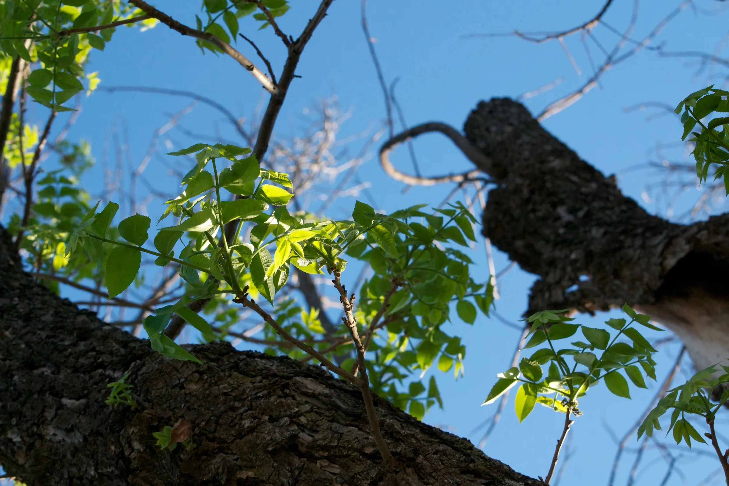 Day 101: Springs of Life