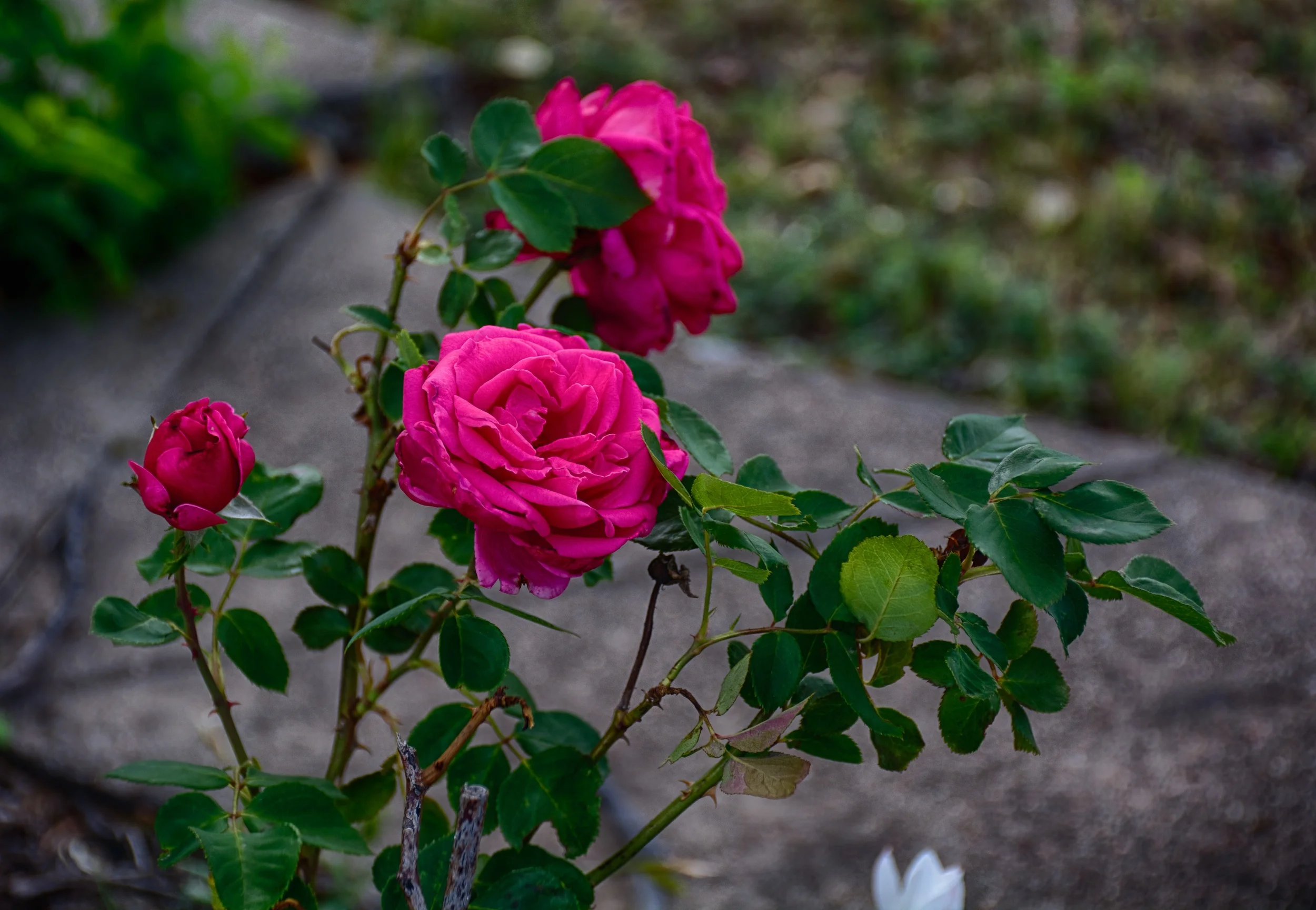 Day 113: Blue Roses