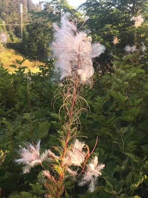 Fireweed today.