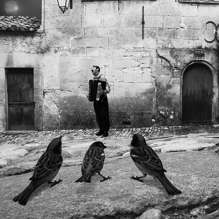 Three Little Birds In A Row