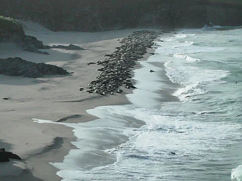 Count the Seals1.jpg