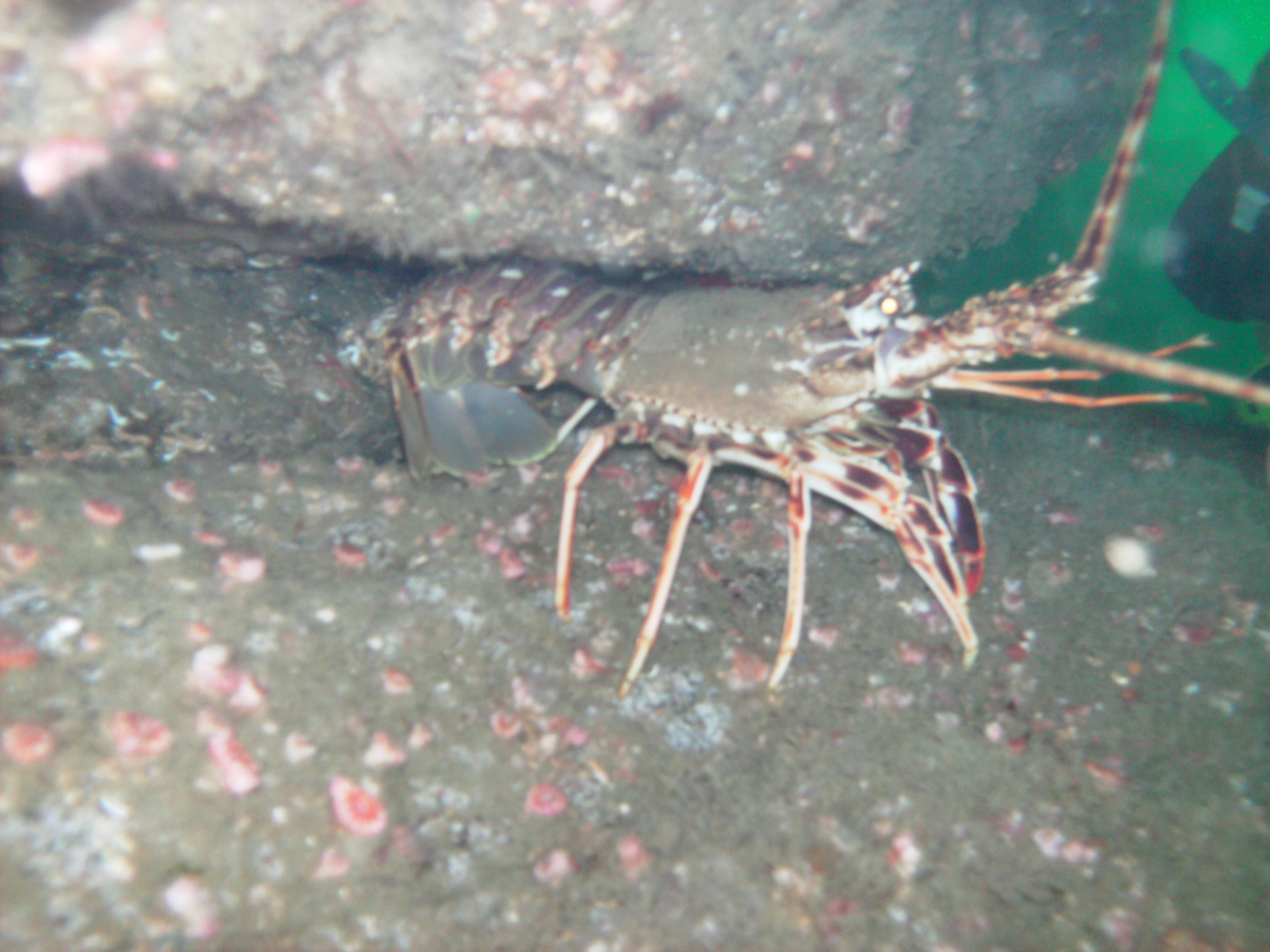 West of Ireland Cray fish.JPG