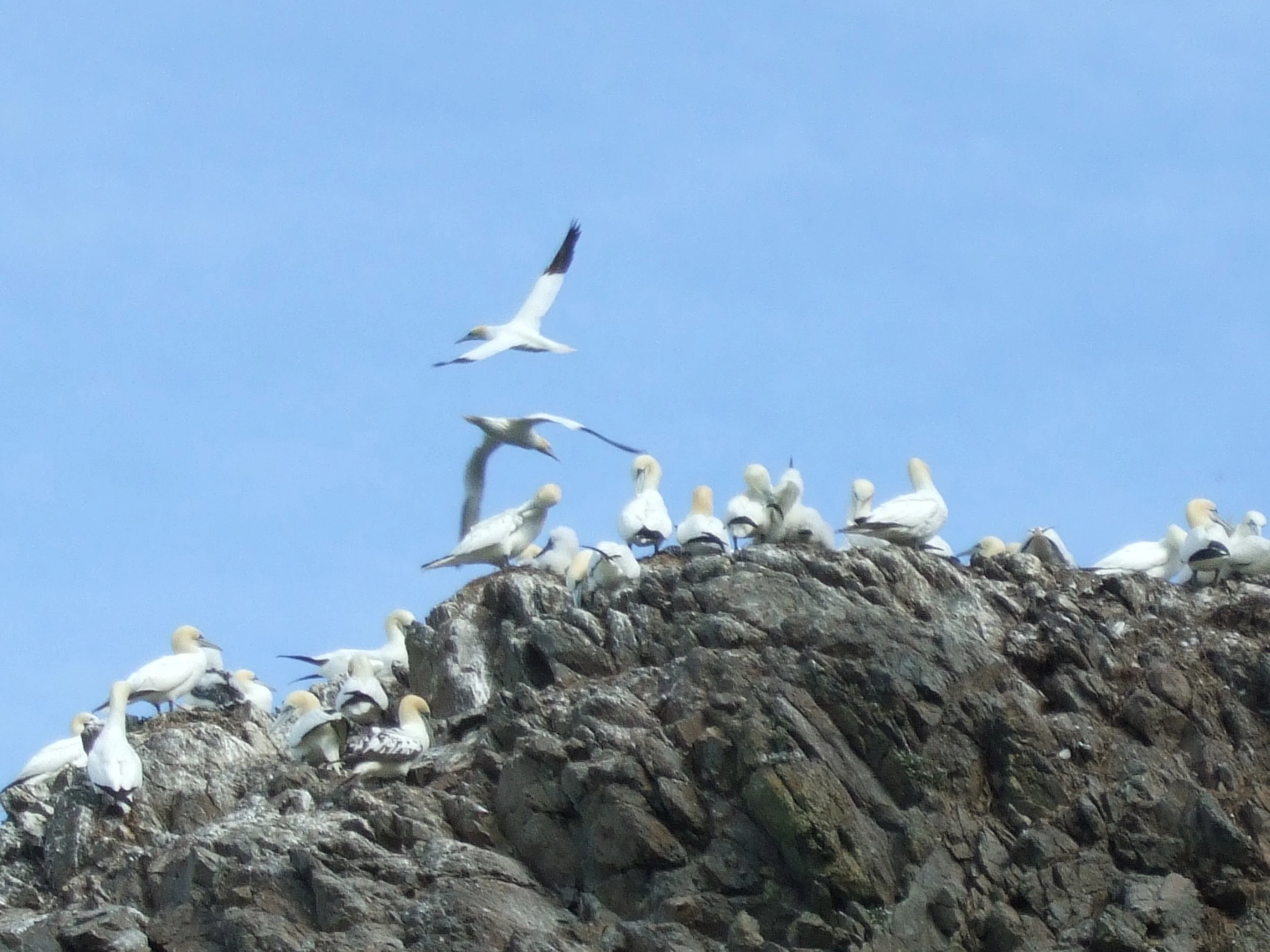 Lambay Is Gannets.JPG