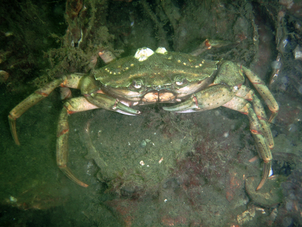 Green crab.jpg