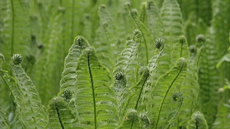 12-fiddleneck-ferns.jpg