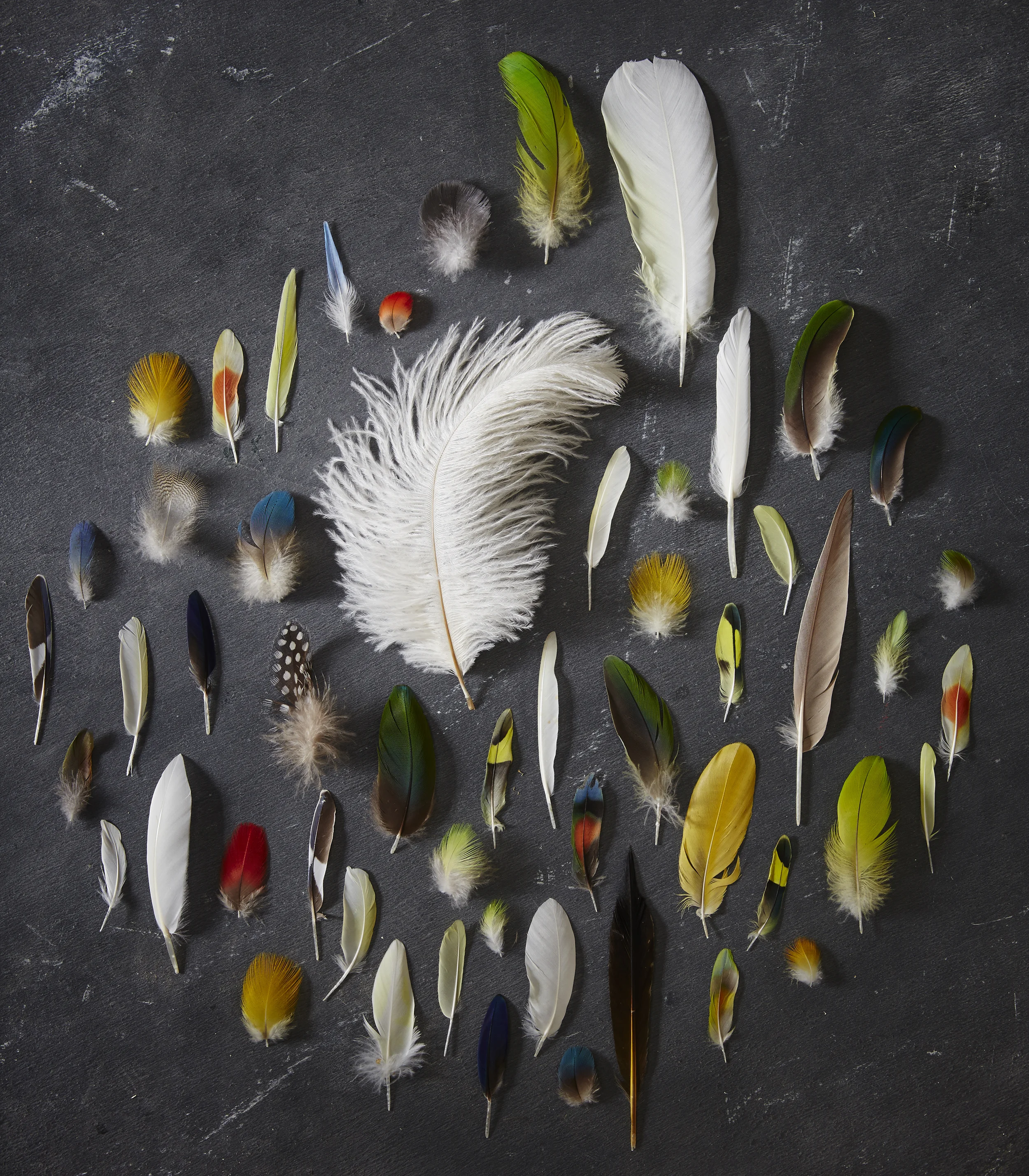 FEATHERS.jpg