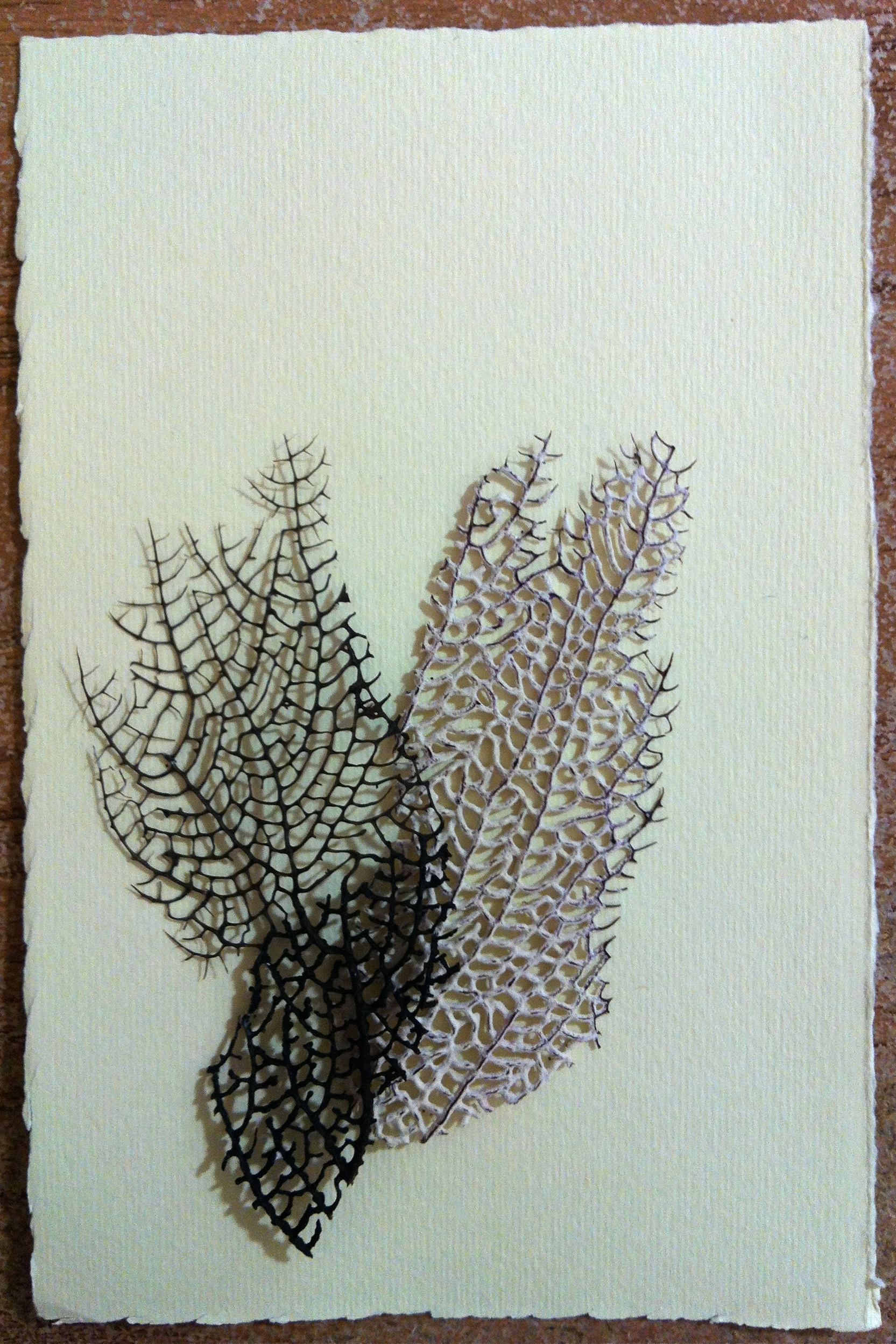 3D sea life on paper