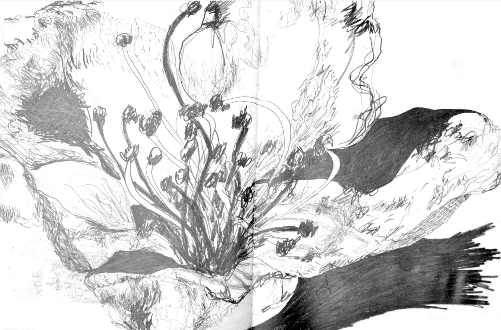 Stamen , 2009 graphite on paper, sketchbook 59,4 x 42 cm