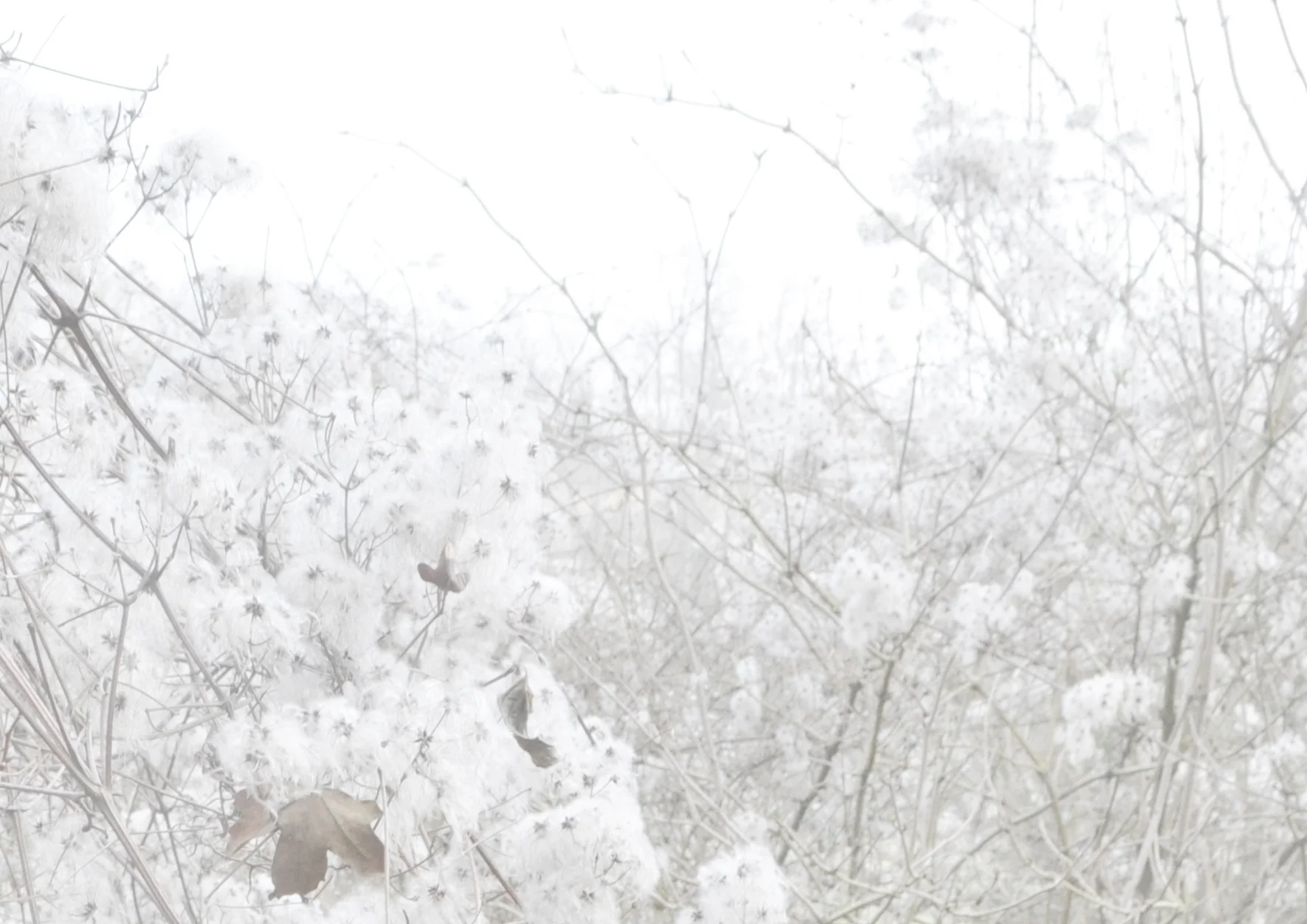 Montchauvet, 2014